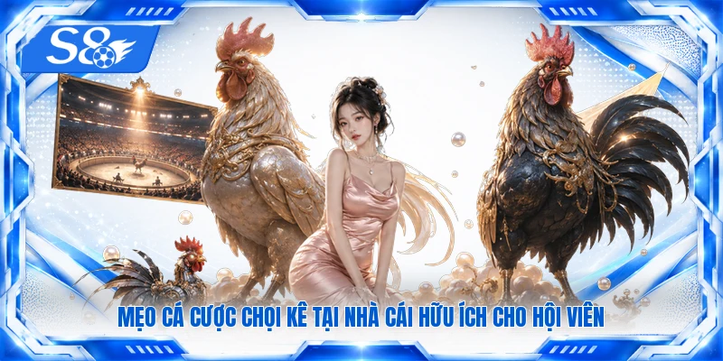 Mẹo cá cược chọi kê tại nhà cái hữu ích cho hội viên